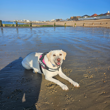 Zola on the beach